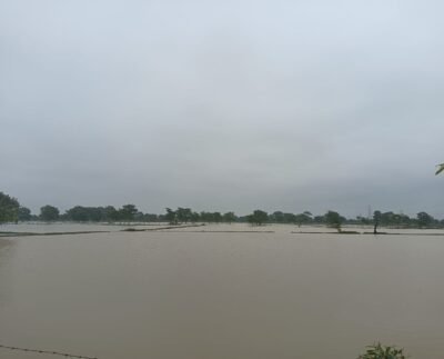 लगातार बारिश से शिवनाथ नदी मोहारा राजनांदगांव लबालब, खेत खलियान भी जलम