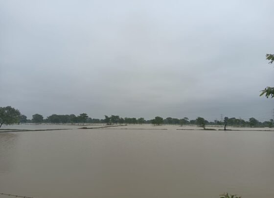 लगातार बारिश से शिवनाथ नदी मोहारा राजनांदगांव लबालब, खेत खलियान भी जलम